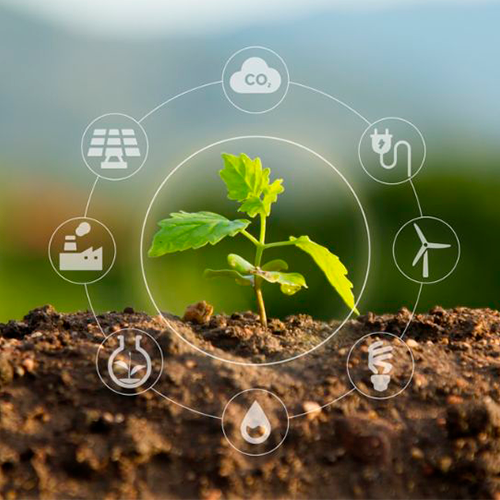 Muda crescendo no solo