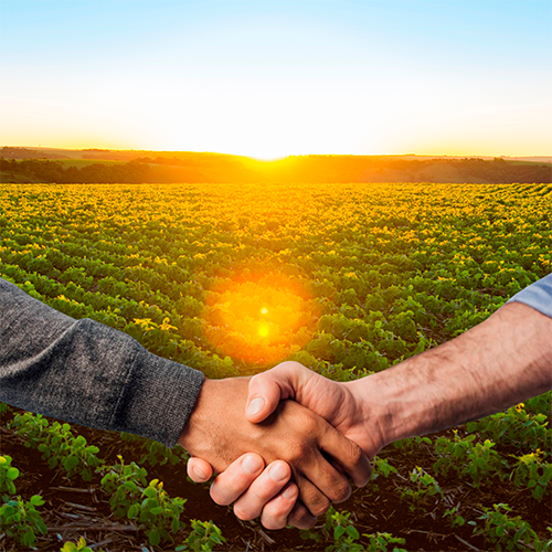 Aperto de mãos em frente a uma lavoura